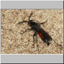 Evagetes alamanicus - Wegwespe m001a 8-9mm - OS-Wallenhorst-Sandgrube-det.jpg